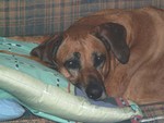 Reese031407-01.jpg