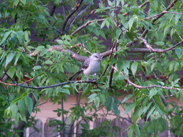 PICT1628.JPG