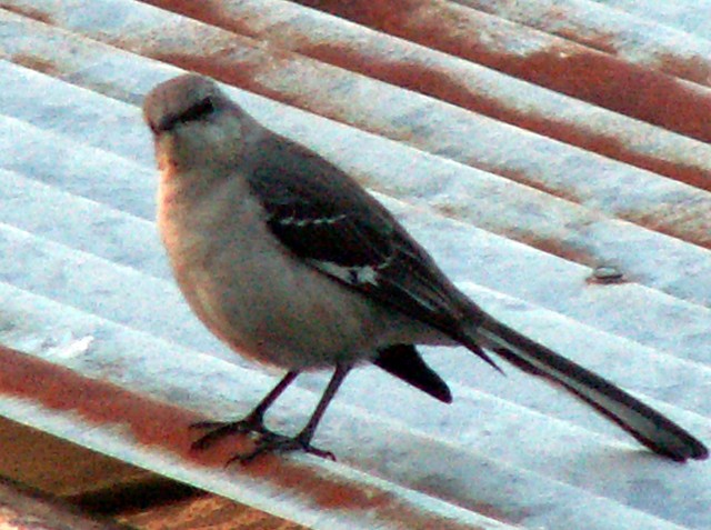 PICT1635.JPG