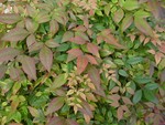 red leaves1