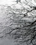 rippled branches