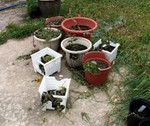 PottedGarden02