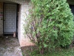 TreeFrontyard