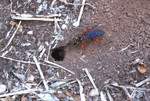 WaspThing