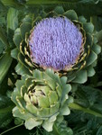 Highlight for Album: Zilker Botanical Garden