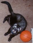 Miko and ball.jpg