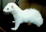 Whitey.jpg