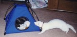 camping-small.jpg