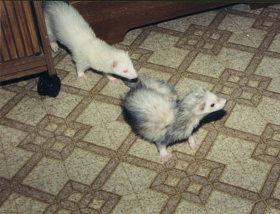 rat-small.jpg