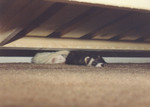 sleeping-small.jpg