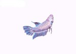 PhotoShop: Female Betta