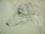 ArcticFox-Detail