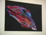 Betta