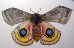 moth1