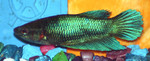 BettaTeal02.jpg