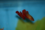 IMG_7026.JPG