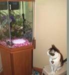 catNfishFEB07.jpg