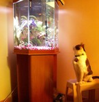catNfishFEB07-02.jpg