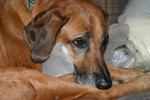 Reese111607-02L.jpg
