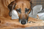 Reese111607-03.jpg
