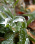 Highlight for Album: Ice Day Jan 16 2007