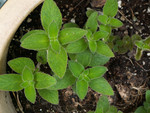 Pot Garden 1: Mint