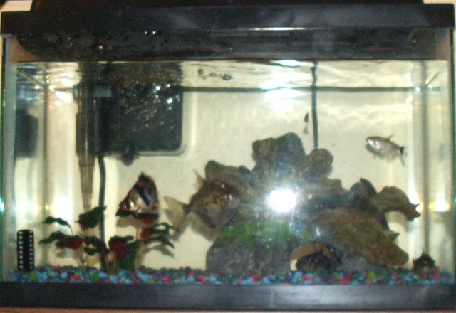 5 gal with adoptees