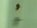 Platies06-Jet02.jpg