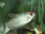 Highlight for Album: Other Fish