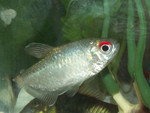 Tommy, the red-eyed tetra