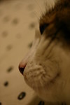 IMG_0379.JPG