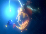 anglerfish